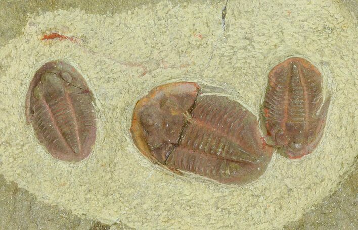 Three Ordovician Asaphellus Trilobites - Morocco #120151